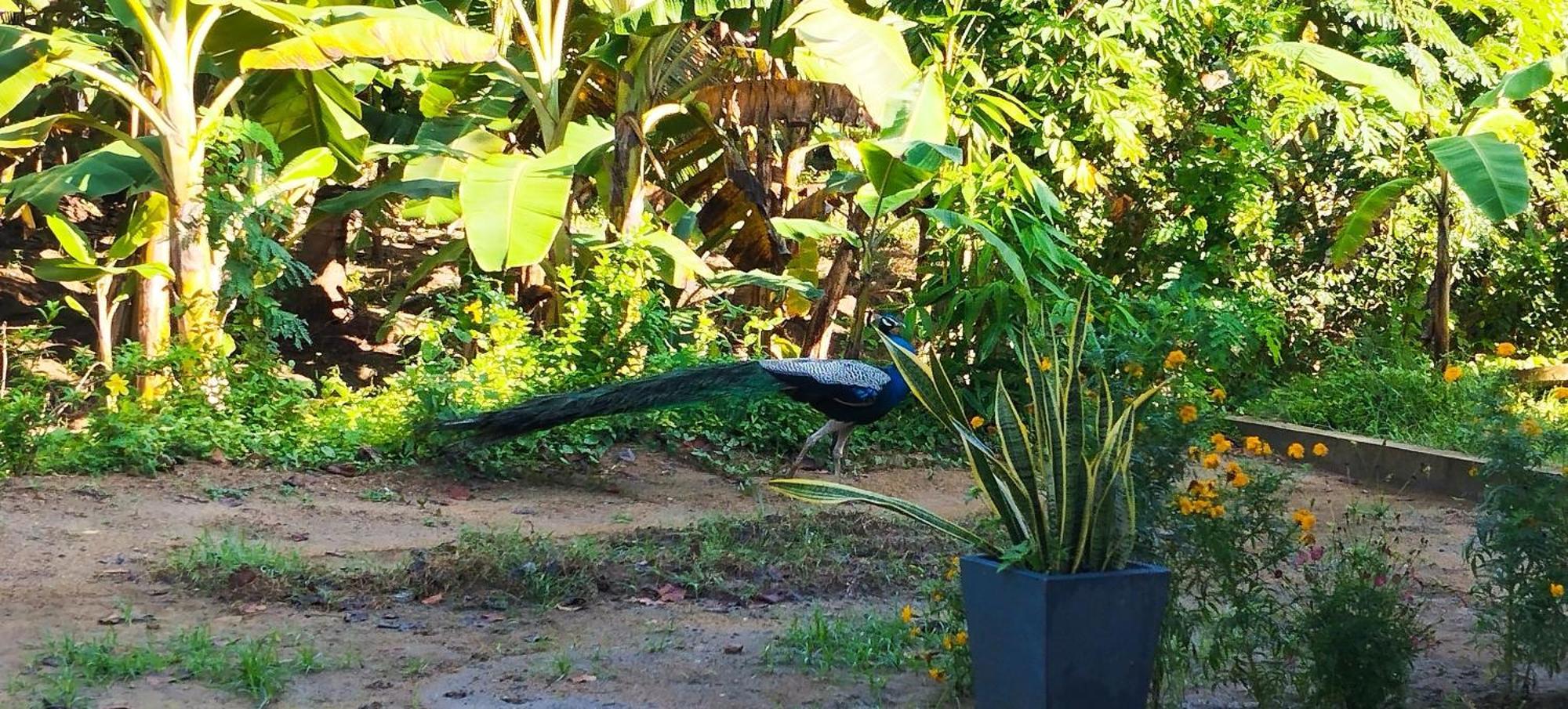 Bed and Breakfast Eco Nest Marakolliya Tangalle Exterior foto